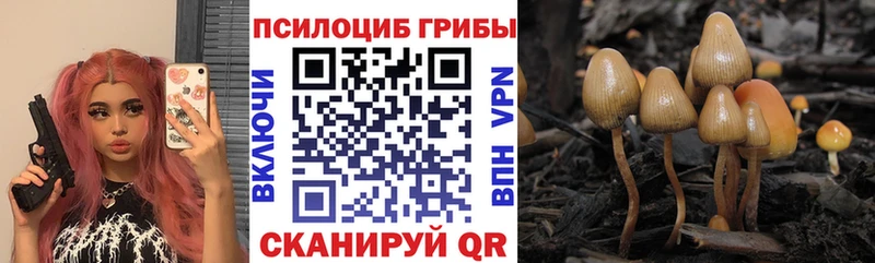даркнет сайт  Кудрово  Псилоцибиновые грибы Psilocybe 